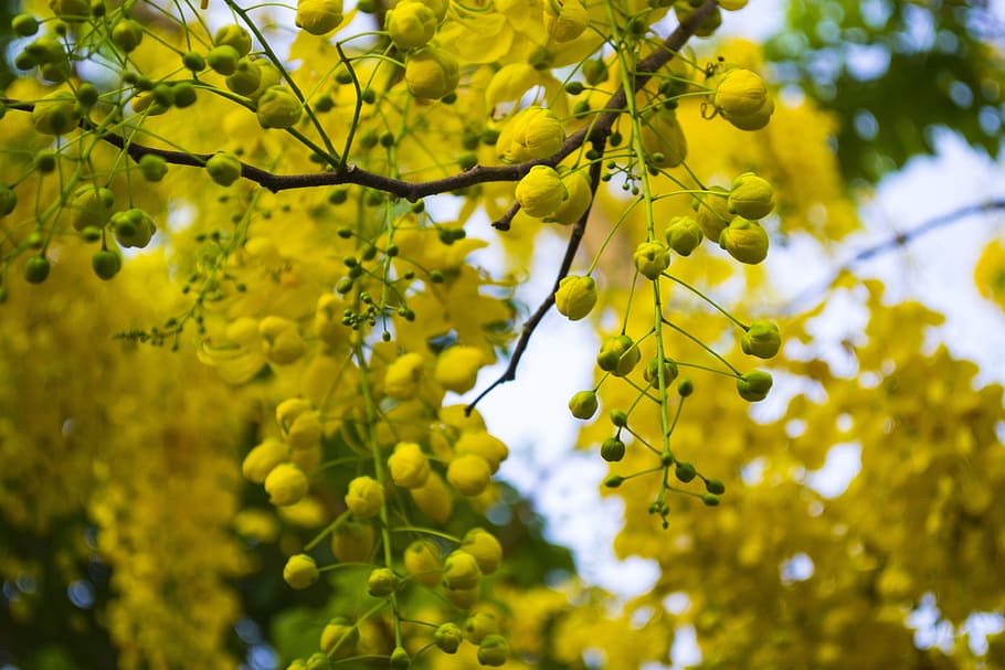 cassia-fistula-golden-shower-purging-cassia-indian-laburnum